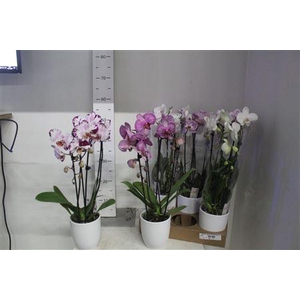 ** Phal El Cascade 2 Branches 14+hugo White Matte*