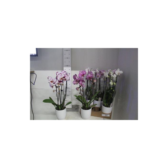 <h4>** Phal El Cascade 2 Branches 14+hugo White Matte*</h4>