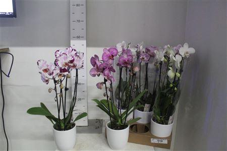 ** Phal El Cascade 2 Branches 14+hugo White Matte*