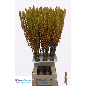 EREMURUS PINOKKIO