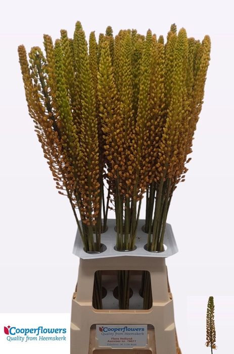 <h4>EREMURUS PINOKKIO</h4>