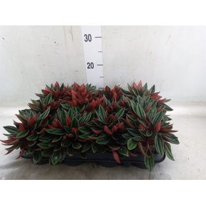 Peperomia  'Rocca Scuro'