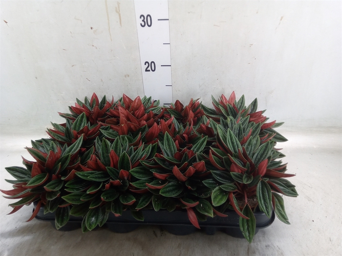 <h4>Peperomia  'Rocca Scuro'</h4>