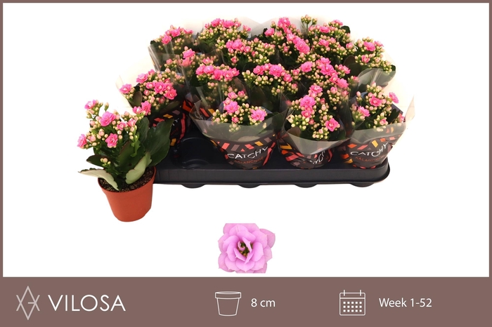 <h4>KAL GE ZETA LILAC</h4>