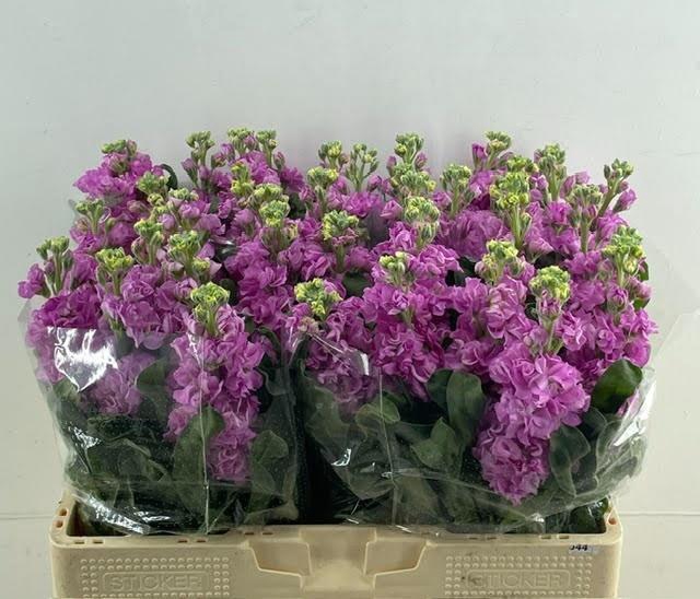 <h4>MATTH IRON ROSE</h4>