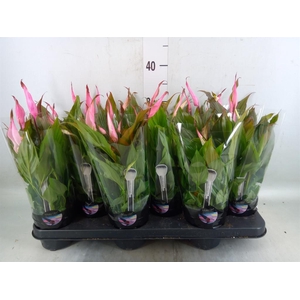 Spathiphyllum  'Chopin'