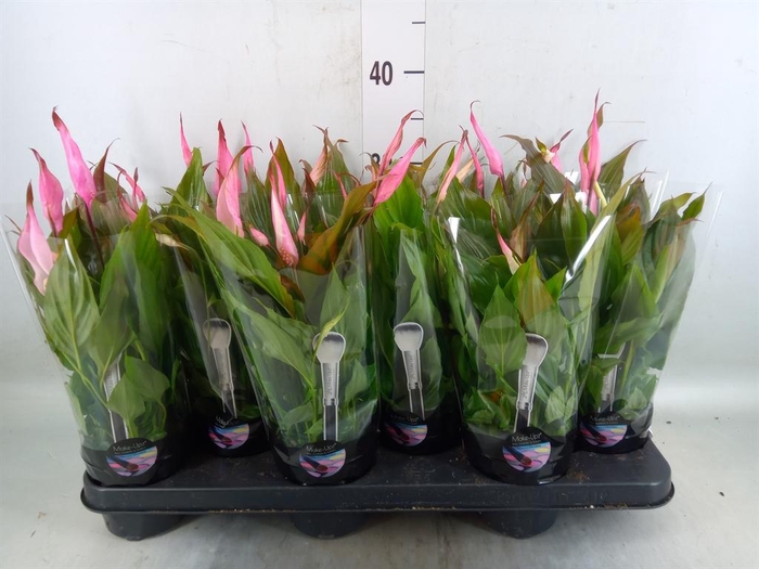 <h4>Spathiphyllum  'Chopin'</h4>