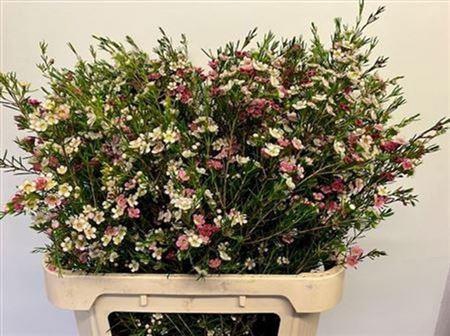 <h4>Chame Un My Sweet 16</h4>