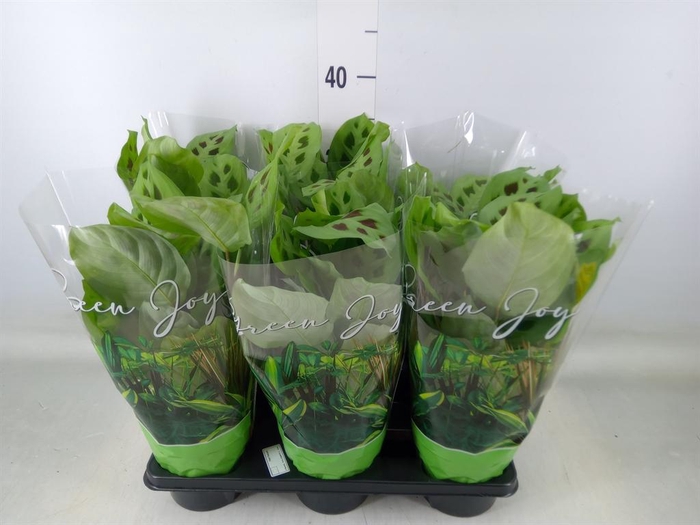 <h4>Maranta leuc. 'Kerchoveana'</h4>