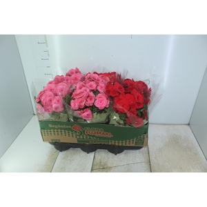 BEGONIA P15