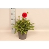 Dahlia 19 cm Red