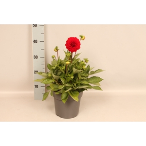 Dahlia 19 cm Red