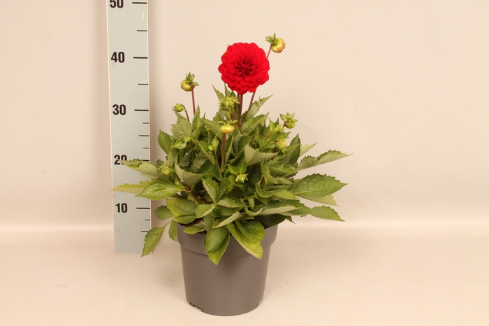<h4>Dahlia 19 cm Red</h4>