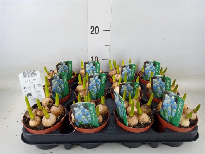 <h4>Muscari 'Magic Blue'</h4>