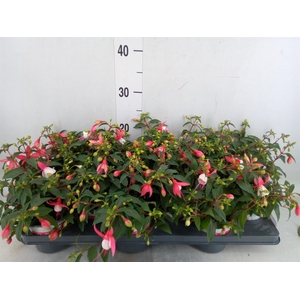 Fuchsia  'Bella Fuchsia Hilda'