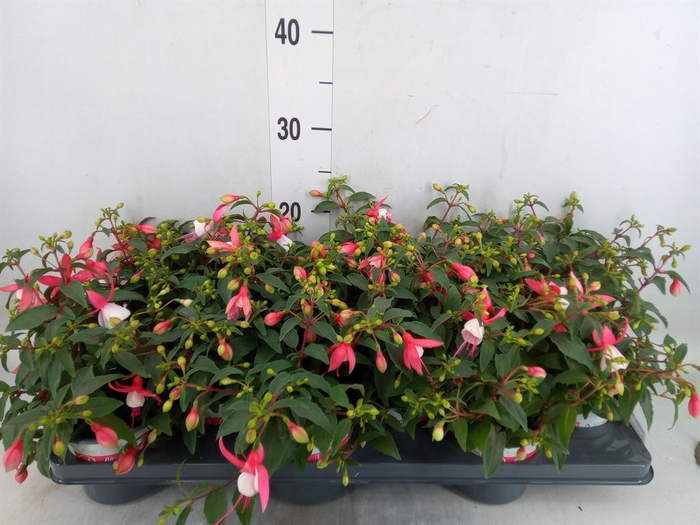 <h4>Fuchsia 'Bella Fuchsia Hilda'</h4>
