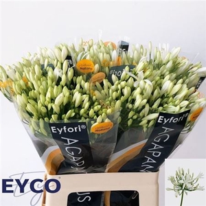 Agapanthus Eyfori White 60cm