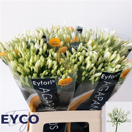 <h4>Agapanthus Eyfori White 60cm</h4>