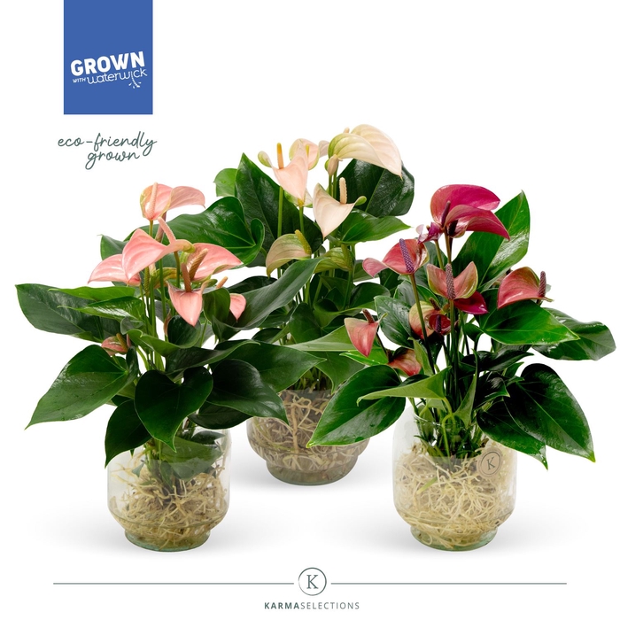 <h4>Anthurium   ...mix</h4>
