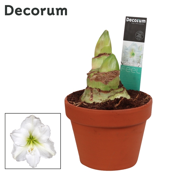 Hippeastrum Arctic White 2 Knop Terracotta Steen OP (Decorum)