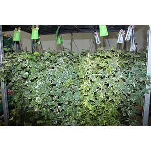 HEDERA VARIADO C21 MIN 100 CM PENDENTE
