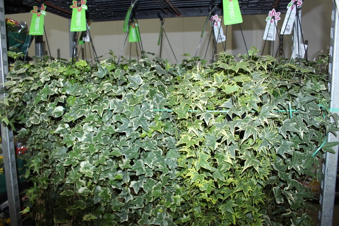 <h4>HEDERA VARIADO C21 MIN 100 CM PENDENTE</h4>