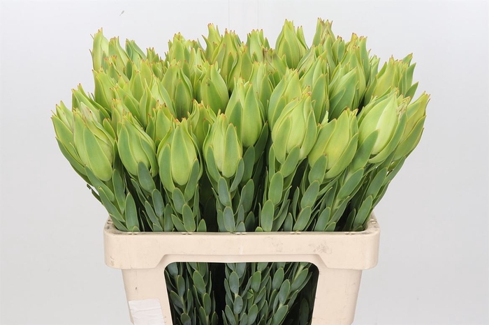 <h4>Leucadendron Procerum</h4>