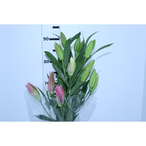 LIRIO SORBONNE 090 CM HT 3/5 FLS