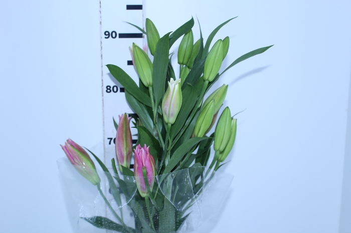 LIRIO SORBONNE 090 CM HT 3/5 FLS