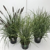 Grasses mixed P29 (10ltr)