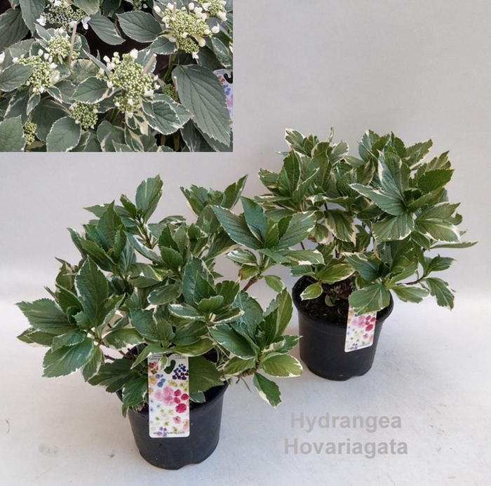 <h4>Hydrangea Hovaria gemengd</h4>