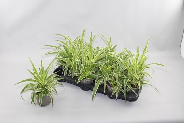 <h4>CHLOR COMOSUM</h4>