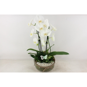 arr2 PL - Bose XL touw phal. wit V2