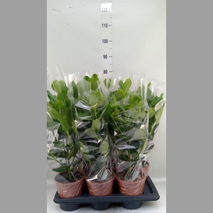 Clusia rosea 'Princess'