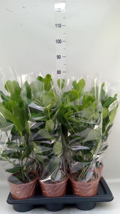<h4>Clusia rosea 'Princess'</h4>