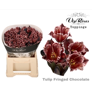 Tu Fr Fringed Chocolate