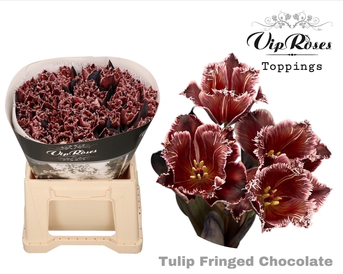 <h4>Tu Fr Fringed Chocolate</h4>