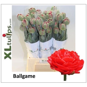 Tulipa fre do ballgame