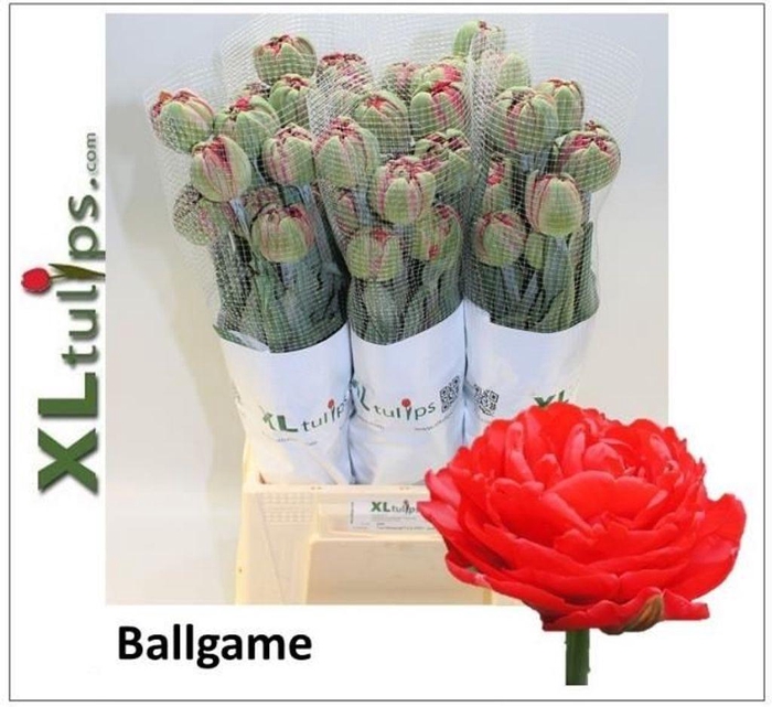 <h4>Tulipa fre do ballgame</h4>