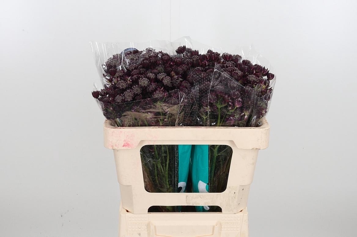 <h4>Astr Star Of Love</h4>