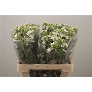 Oxypetalum Perf White Harmony