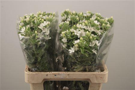 <h4>Oxypetalum Perf White Harmony</h4>