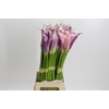 Zantedeschia Eydolls Purple White