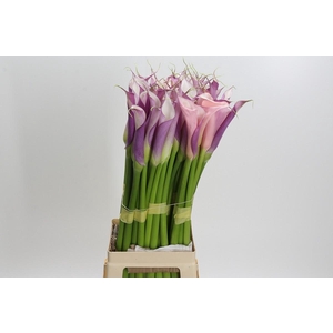 Zantedeschia Eydolls Purple White