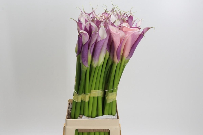 <h4>Zantedeschia Eydolls Purple White</h4>