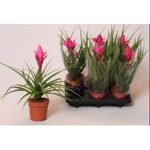 Tillandsia Amira 12Ø 35cm