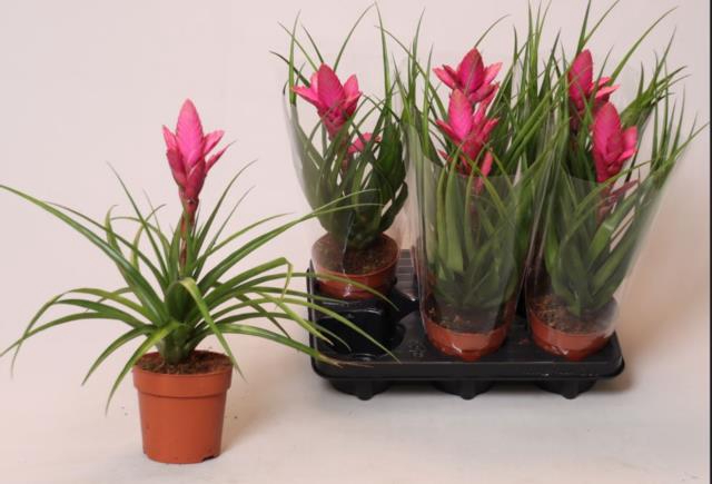 Tillandsia Amira 12Ø 35cm