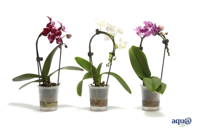 <h4>Phal Tiny Dolls Cascade Mix 1T7+ Aqu@</h4>