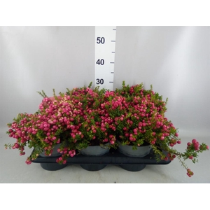 Gaultheria mucronata