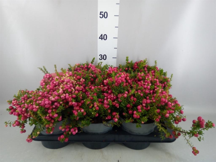 <h4>Gaultheria mucronata</h4>